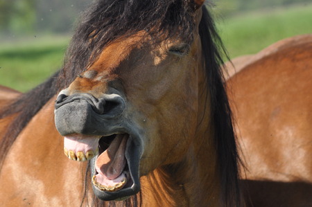 Workhorse. Grazing in the pasture. Meadow in the valley of the Bug.の写真素材