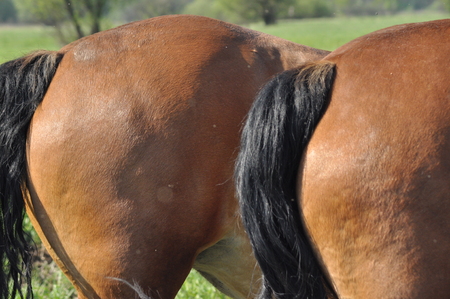 Workhorse. Grazing in the pasture. Meadow in the valley of the Bug.の写真素材