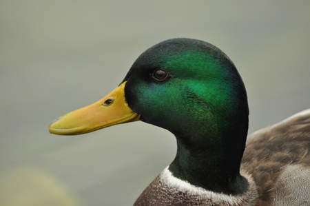 Mallard Duck. Wild bird floating on the lake. Portrait of the animal.の写真素材