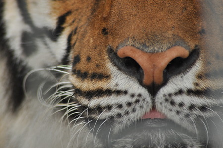 Wild lion. Predatory cat in a cage.の写真素材