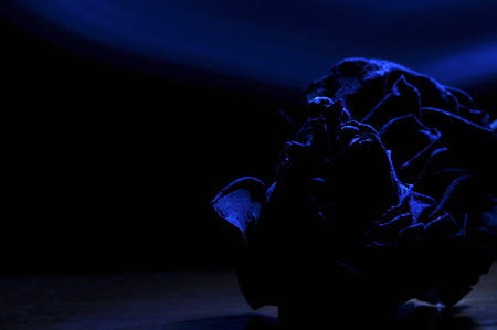 Dried rose flower. Valentine's Day. Love and trust.の写真素材