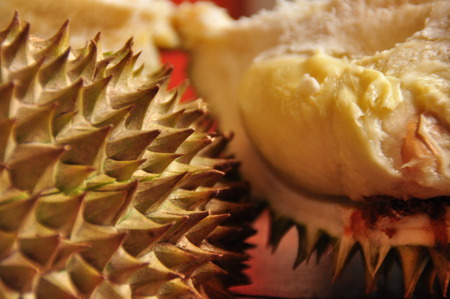 Durian in spiky shell. Java in Indonesia.