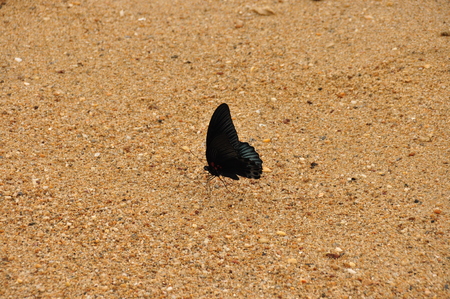 Colored tropical butterfly. Java in Indonesia.の写真素材
