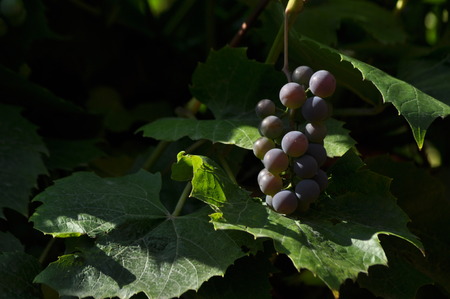 Bunch of purple grapes hanging on the vine on a background of green leaves.の写真素材