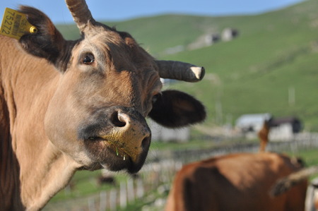 Grazing cows in Georgia. Lesser Caucasus. Seasonal village high in the mountains.の写真素材