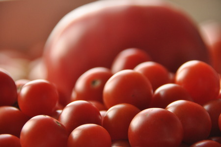 Picking tomatoes. Tomato and raspberry cocktail. Vegetables.の写真素材