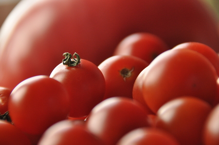 Picking tomatoes. Tomato and raspberry cocktail. Vegetables.の写真素材