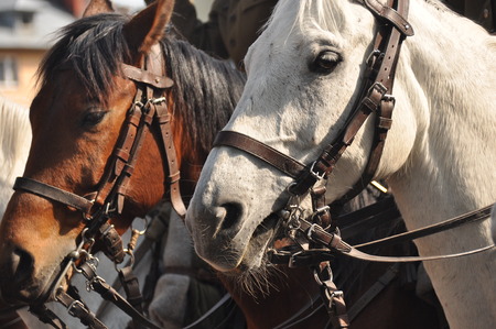 Horses in harness on parade in full dress. Polish cavalry.の写真素材