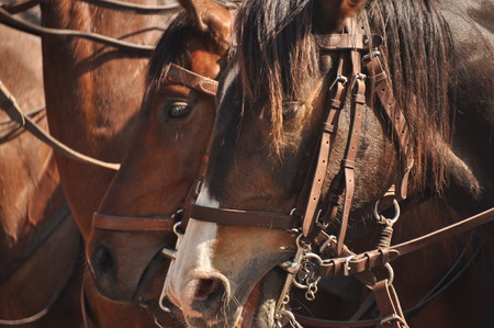 Horses in harness on parade in full dress. Polish cavalry.