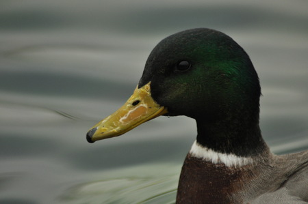 Mallard Duck. Wild bird floating on the lake. Portrait of the animal.の写真素材
