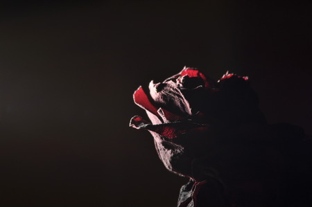 Dried rose flower. Valentine's Day. Love and trust.の写真素材