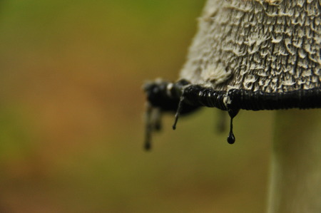 Fruiting bodies of the fungus, aspergillus. Bialowieza Forest, primary forest.の写真素材