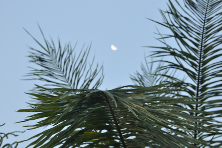 Coconut palm leaves at dusk with the moon in the backgroundの写真素材