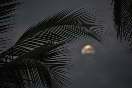 Coconut palm leaves at dusk with the moon in the backgroundの写真素材