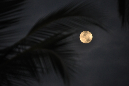 Coconut palm leaves at dusk with the moon in the backgroundの写真素材