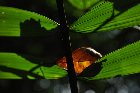 Leaves of tropical plants, palms in the sunshine at the bottom of a forest in the jungle.