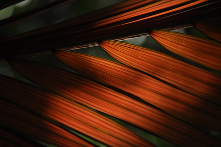 Leaves of tropical plants, palms in the sunshine at the bottom of a forest in the jungle.の写真素材