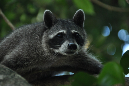 Raccoon, the bouncing pet in the Manuel Antonio National Park in Costa Rica.の写真素材
