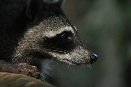 Raccoon, the bouncing pet in the Manuel Antonio National Park in Costa Rica.の写真素材