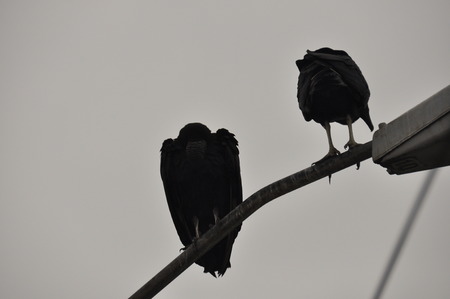 Black vulture. Eating carrion black bird with a sense of smell and a head without feathersの写真素材