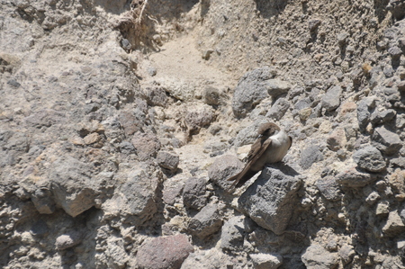 Old rock town in Vardzia, Georgia. The niches of the church and living quarters carved in a rock wall.の写真素材