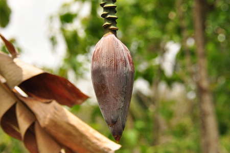 Young banana flower growing in the tropics. Bananas on the tree.の写真素材