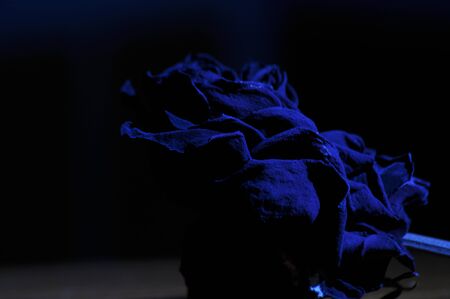 Dried rose flower. Valentine's Day. Love and trust.の写真素材