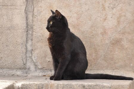 Black cat with vertical pupils and yellow iris sitting on a stone slab in Jerusalem.の写真素材