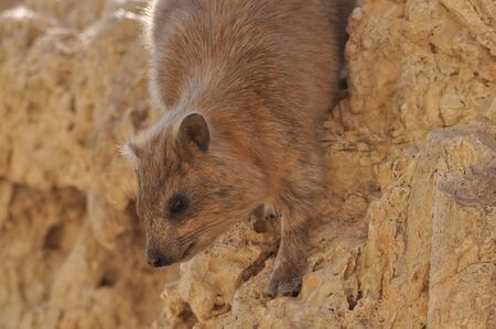 Rock hyrax in the Ein Gedi National Park in Israel. Protected wild animals forage and agile climb...