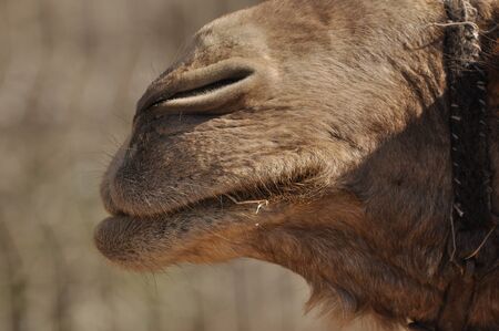 Camel, dromedary in a halter. A persistent pack animal called a desert ship.