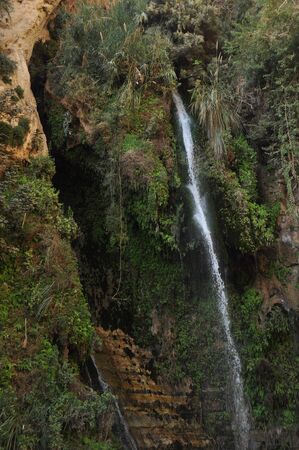 
A green oasis with a waterfall and lakes in the Ein Gedi National Park in Israel on the Dead Seaの写真素材