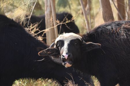 River buffalos. Species of wild ungulates reproduced in the Al Azrak reserve in Jordan. Drying...