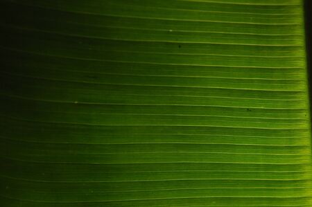 Leaves of tropical plants growing in the jungle. Details of the innervation of the leaf blade....