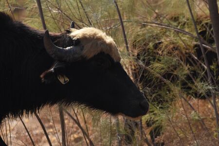 River buffalos. Species of wild ungulates reproduced in the Al Azrak reserve in Jordan. Drying...