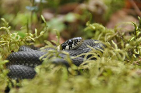 Grass snake resting and hunting in the woods for smaller victims. A venomous snake with yellow spots on the head with a shiny scales and a split tongue. Cold blooded reptile.の写真素材