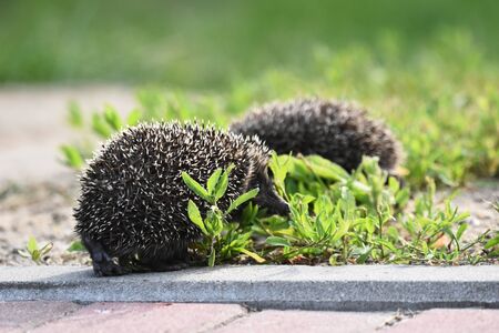 Prickly hedgehog mother with three young people looking for food on an evening walk between houses and streets of the city. Omnivore mammals active at night.の写真素材