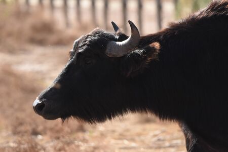 River buffalos. Species of wild ungulates reproduced in the Al Azrak reserve in Jordan. Drying marshes supplying Amman with drinking water.の写真素材