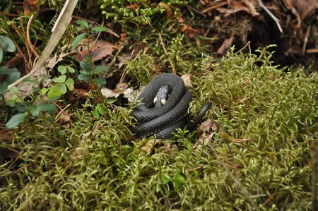 Grass snake resting and hunting in the woods for smaller victims. A venomous snake with yellow spots on the head with a shiny scales and a split tongue. Cold blooded reptile.の写真素材