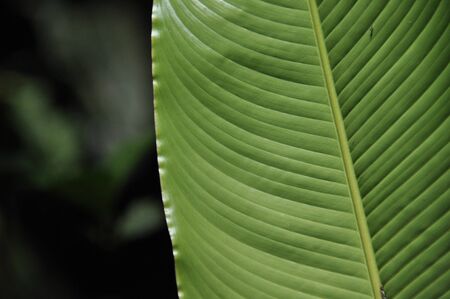 Leaves of tropical plants growing in the jungle. Details of the innervation of the leaf blade....