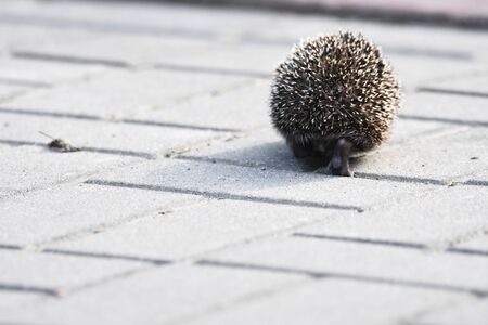 Prickly hedgehog mother with three young people looking for food on an evening walk between houses and streets of the city. Omnivore mammals active at night.の写真素材