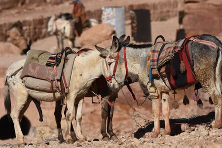 Donkeys working as transport and pack animals in Petra, Jordan. Persistent animals used to transport tourists around the ancient Nabatean city in the mountains.の写真素材