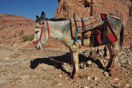 Donkeys working as transport and pack animals in Petra, Jordan. Persistent animals used to transport tourists around the ancient Nabatean city in the mountains.の写真素材