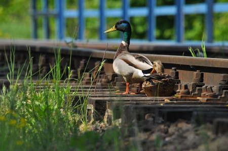 Mallard Duck. A pair of birds, male and female, sitting on the railroad tracks between the rails. On the river, near the bridge and the river.の写真素材