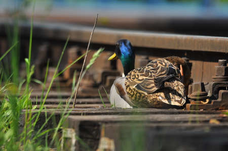 Mallard Duck. A pair of birds, male and female, sitting on the railroad tracks between the rails. On the river, near the bridge and the river.の写真素材