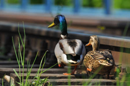 Mallard Duck. A pair of birds, male and female, sitting on the railroad tracks between the rails. On the river, near the bridge and the river.の写真素材