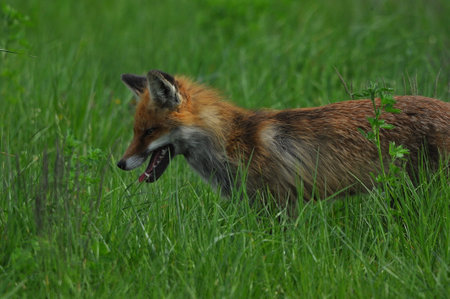 A fox with a long ginger pony while hunting in a meadow. Looking for a victim and sneaking up on a...