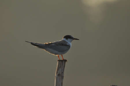 The Common Tern, an agile bird that hunts fish, with specimens sitting on poles sticking out of the...