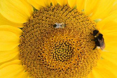 Sunflower plantation. Industrial use for the production of sunflower oil.