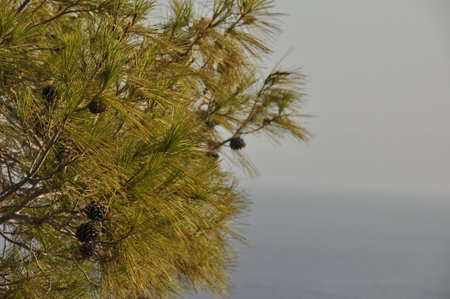 The scene captures lush pine tree branches adorned with cones, framing a peaceful ocean view during sunset. The colors blend to create a calming atmosphere.の写真素材