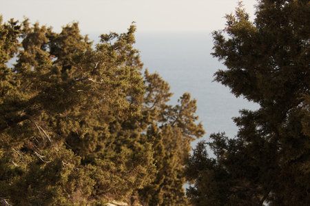 Tall, lush trees frame a calm view of the ocean, with soft golden lighting illuminating the scene at dusk, creating a peaceful atmosphere by the coast.の写真素材